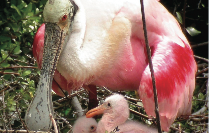 Nesting roseate spoonbills.